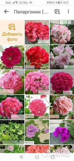 Герань пеларгония