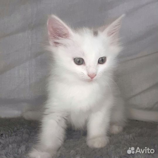 Котёнок в добрые руки бесплатно