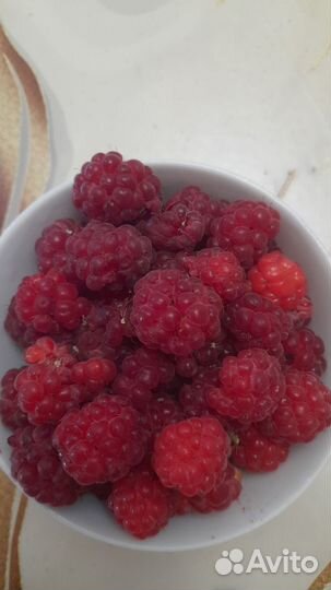 Рассада малины