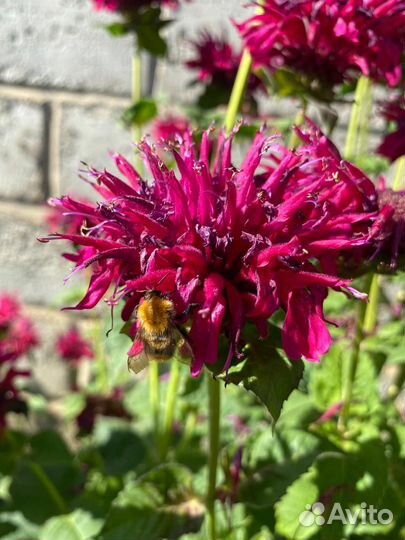 Многолетние садовые растения