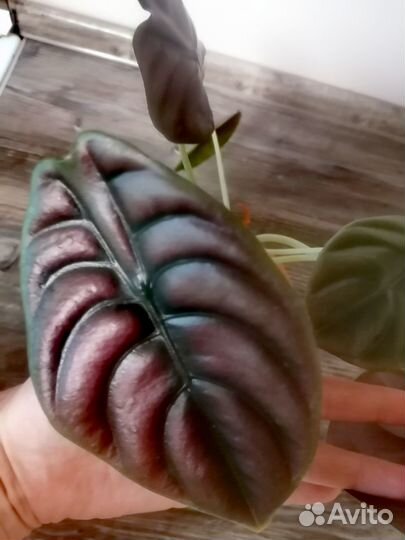 Алоказия ред секрет