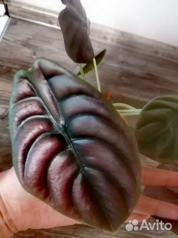 Алоказия ред секрет