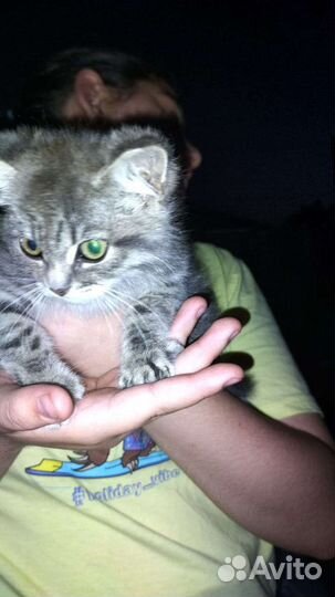 Кошка бесплатно