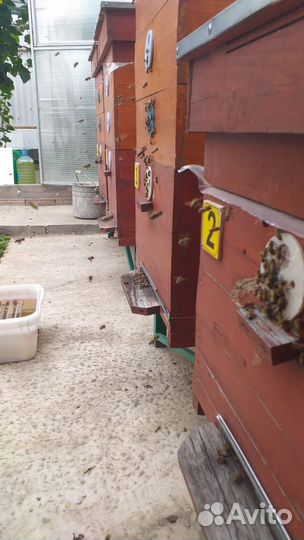 Пчелы с ульями