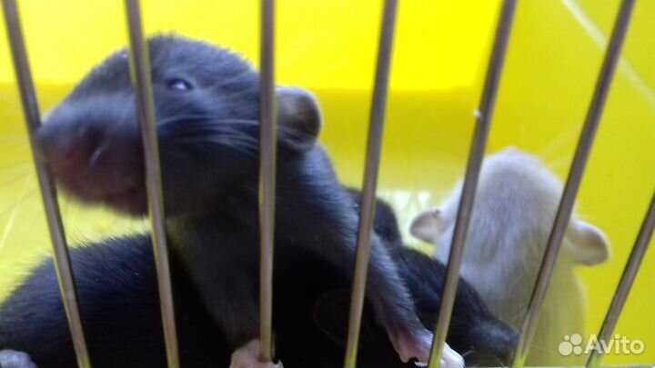 Дамбо крысята. Крысы черный соболь