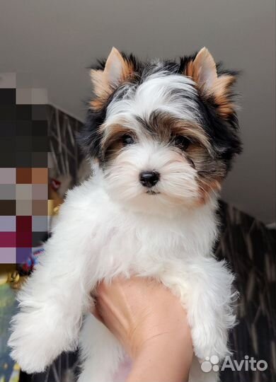 Щенки бивер йорка