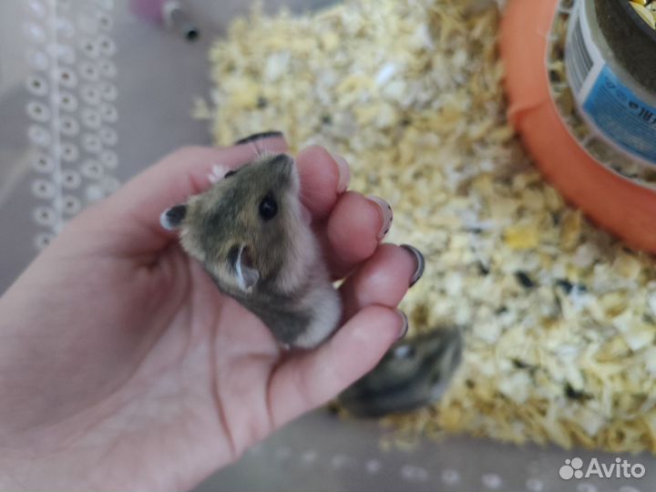 Джунгарский хомяк