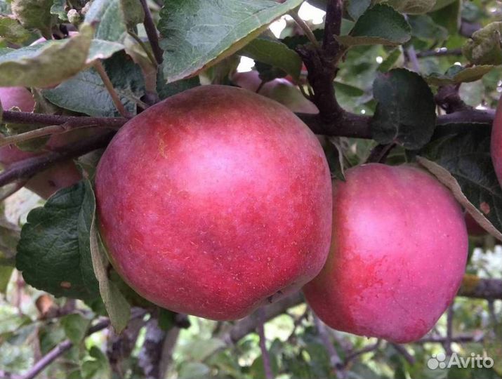 Саженцы яблони Подарок Графскому