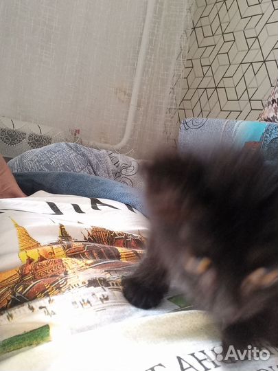 Котенок в добрые руки, девочка