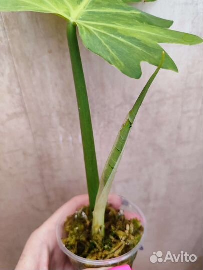 Филодендрон Т 31 вариегатный