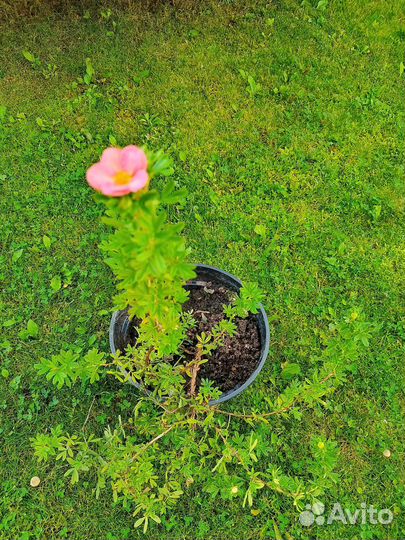 Лапчатка кустарниковая