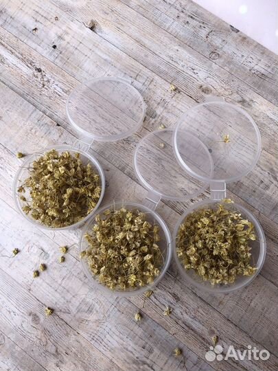 Сухоцветы для творчества