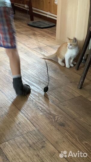 Рыжий котенок