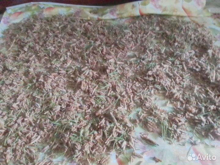 Сосновые почки