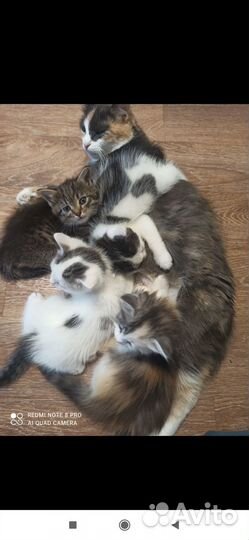 Котята в добрые руки