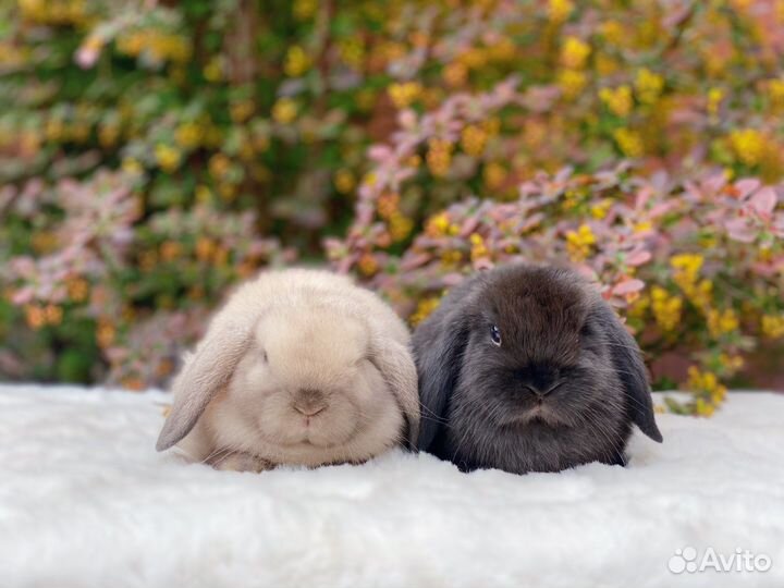 Mini Lop, NHD, цветные карлики и клетки