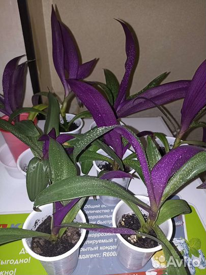 Рэо пестрая