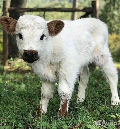 Телята бычки