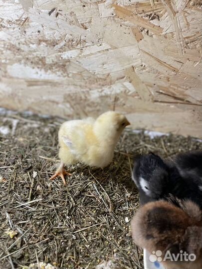 Продаю цыплят Брама и Орпингтон 2х недельные