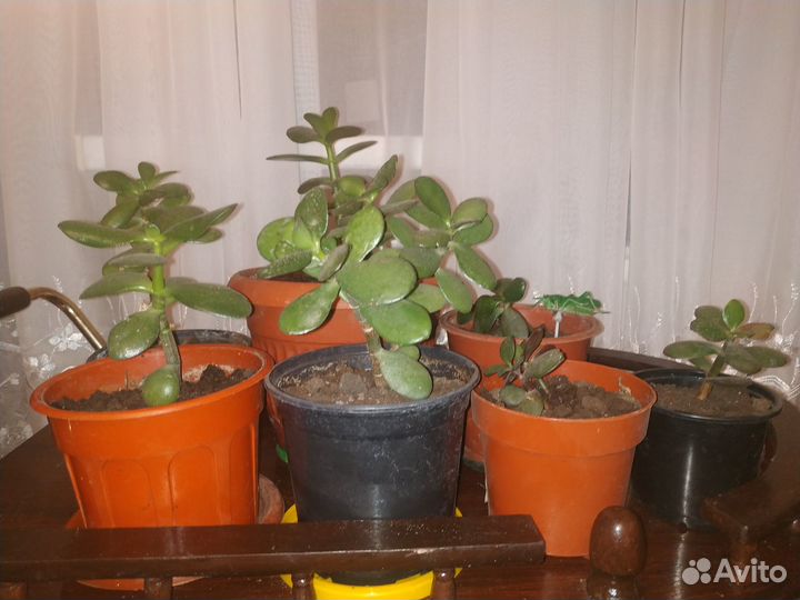 Продам цветы комнатные