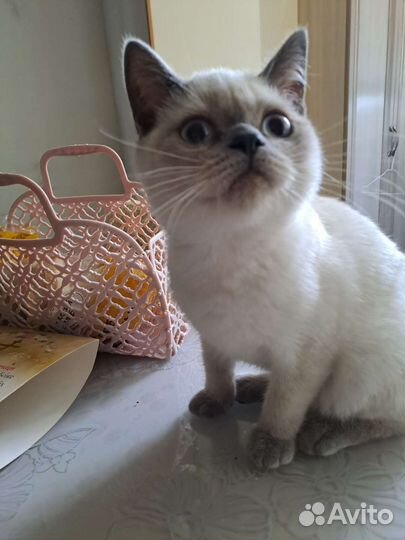 Шотландский котик