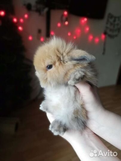 Кролик