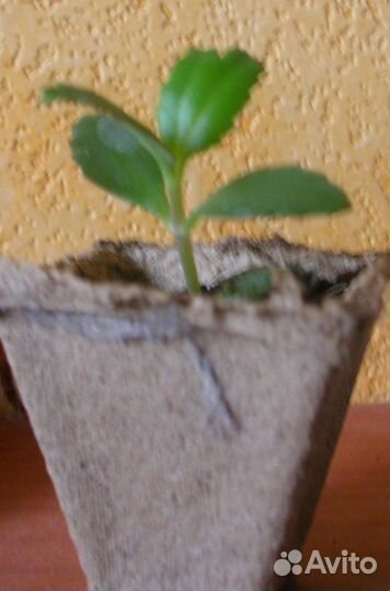 Каланхое саженцы с корнями