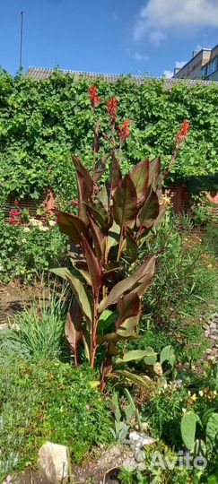 Цветы канны