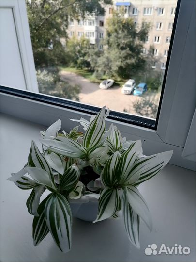 Традесканция
