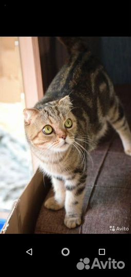 Шотландская кошка