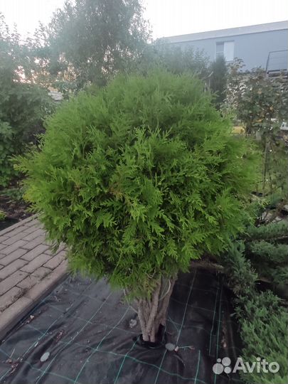 Туя шаровидная