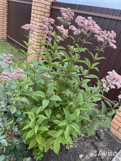 Многолетние цветы