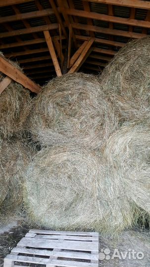 Сено в кипах очень хорошее качество
