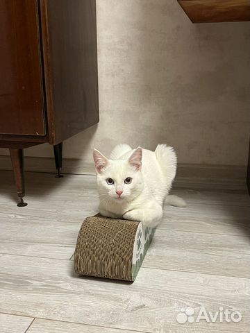 Белый кот с голубыми глазами объявление продам