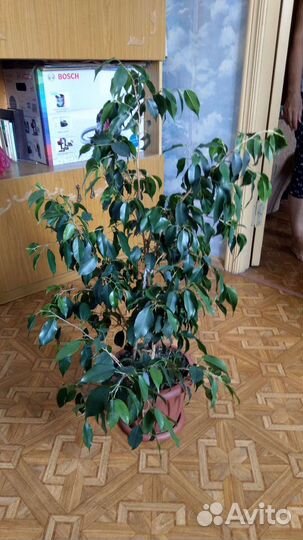 Фикус бенджамина