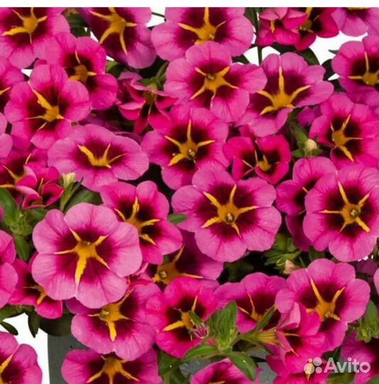 Калибрахоа