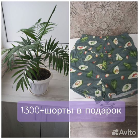 Хамедорея-пальма
