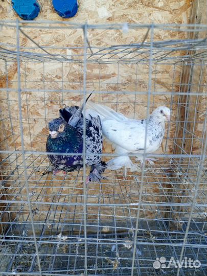 Бойные голуби