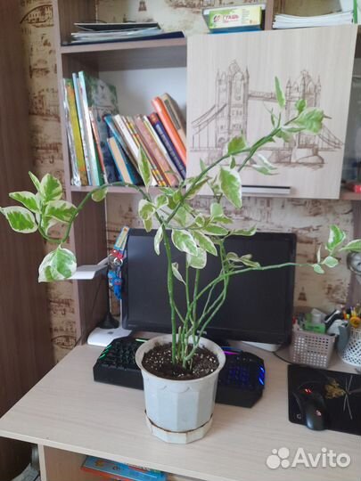 Педилантус