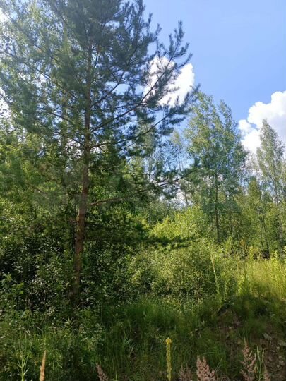 Участок 6 сот. (СНТ, ДНП)