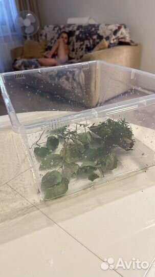 Улитка Ахатины