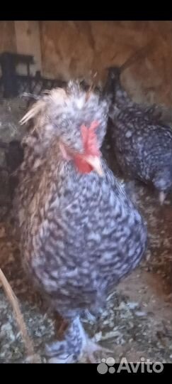 Петушки мини