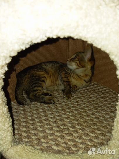 Кошечка в добрые руки