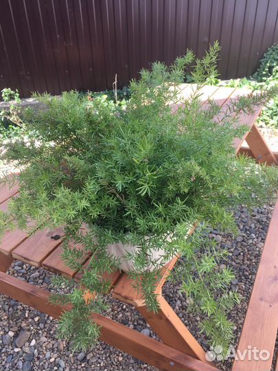 Аспагантус,Калина Бульденеж