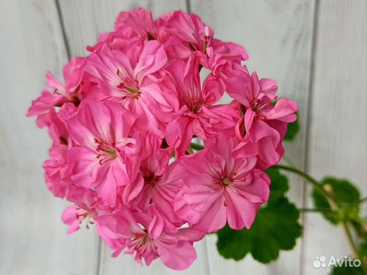 Пеларгония Герань