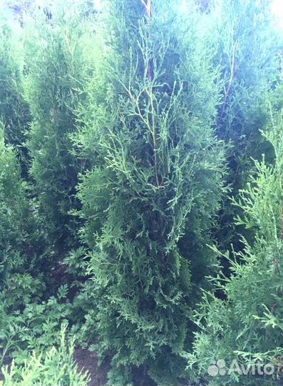 Туя Брабант