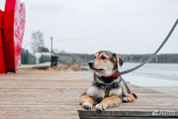 Собака в добрые руки