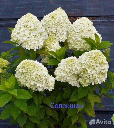 Гортензия метельчатая, разные сорта