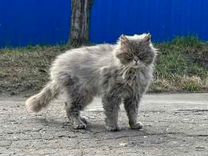 Персидский котик в беде