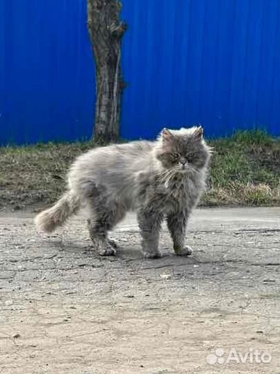 Персидский котик в беде